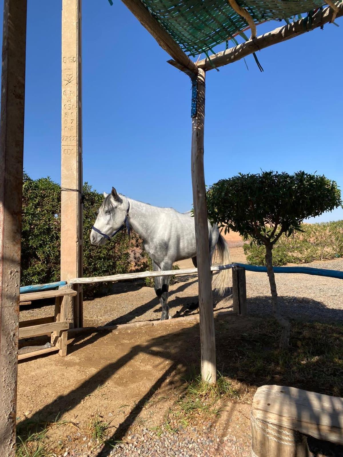 Les Cavaliers Chez Yassine Villa Marrakesh Exterior foto